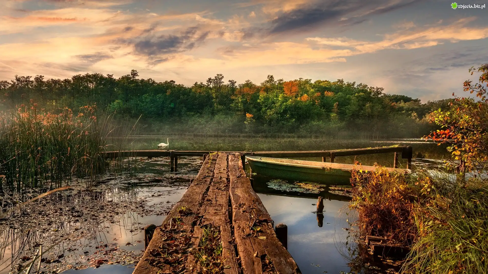 Jesień, Jezioro, Szuwary, Drzewa, Pomosty, Łabędź