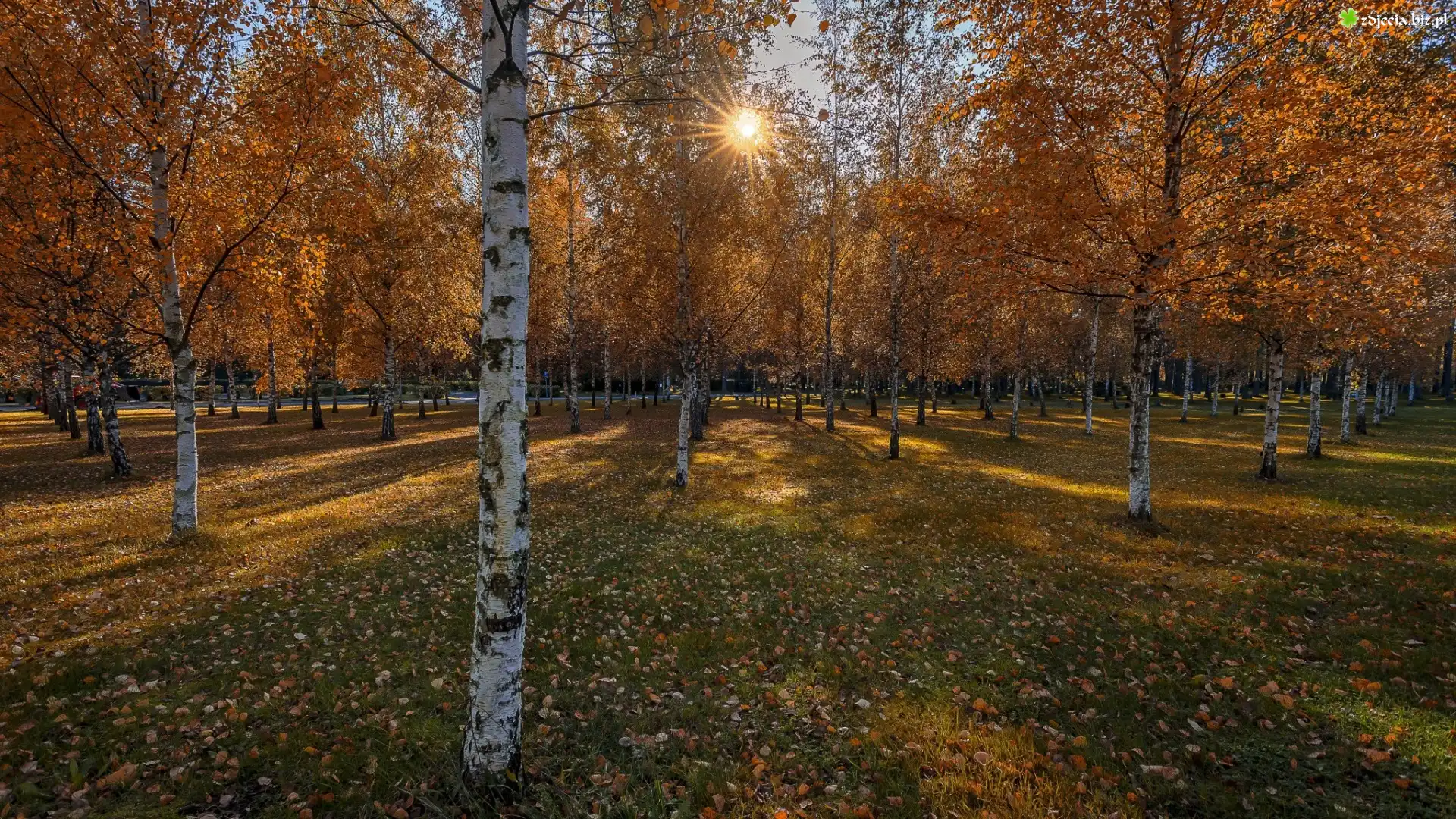Jesień, Drzewa, Park, Brzozy, Promienie słońca