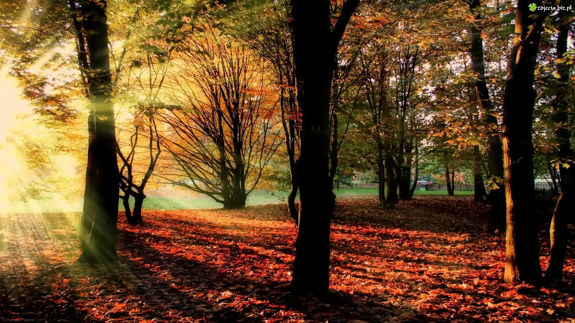 Jesień, Park, Promienie, Słońce