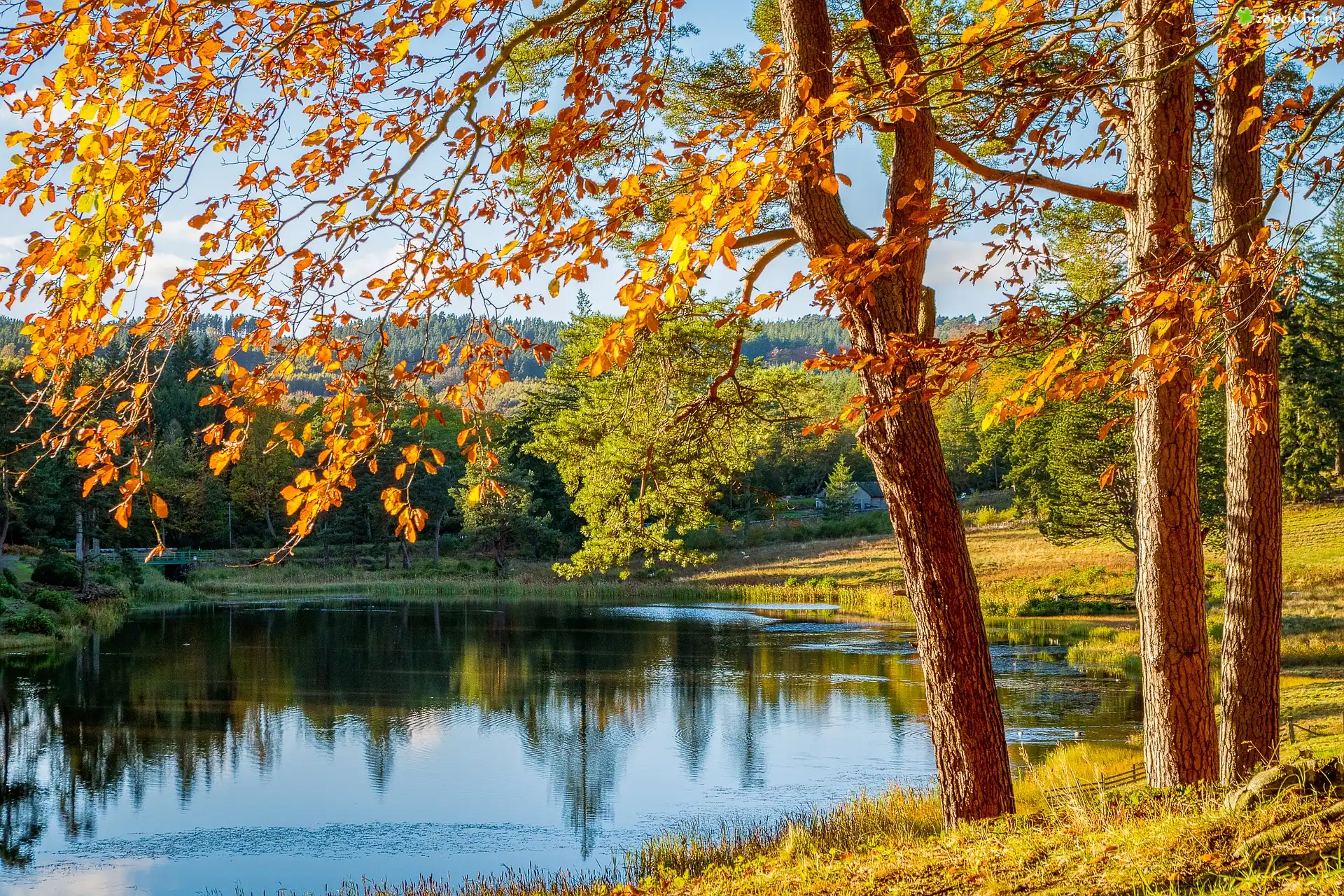 Jesień, Drzewa, Jezioro, Słoneczny, Dzień