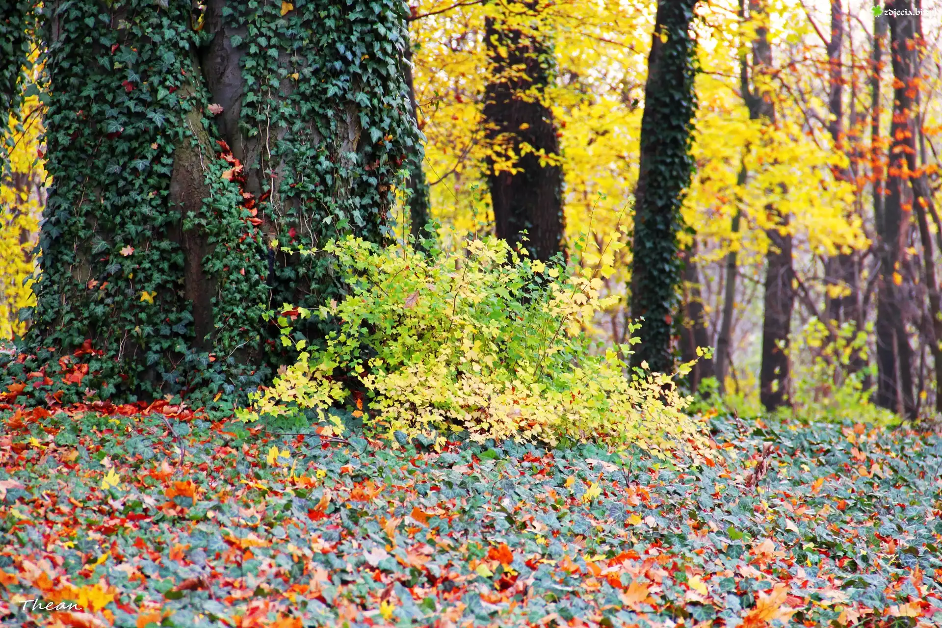 Jesienne, Liście, Bluszcz, Drzewa, Park