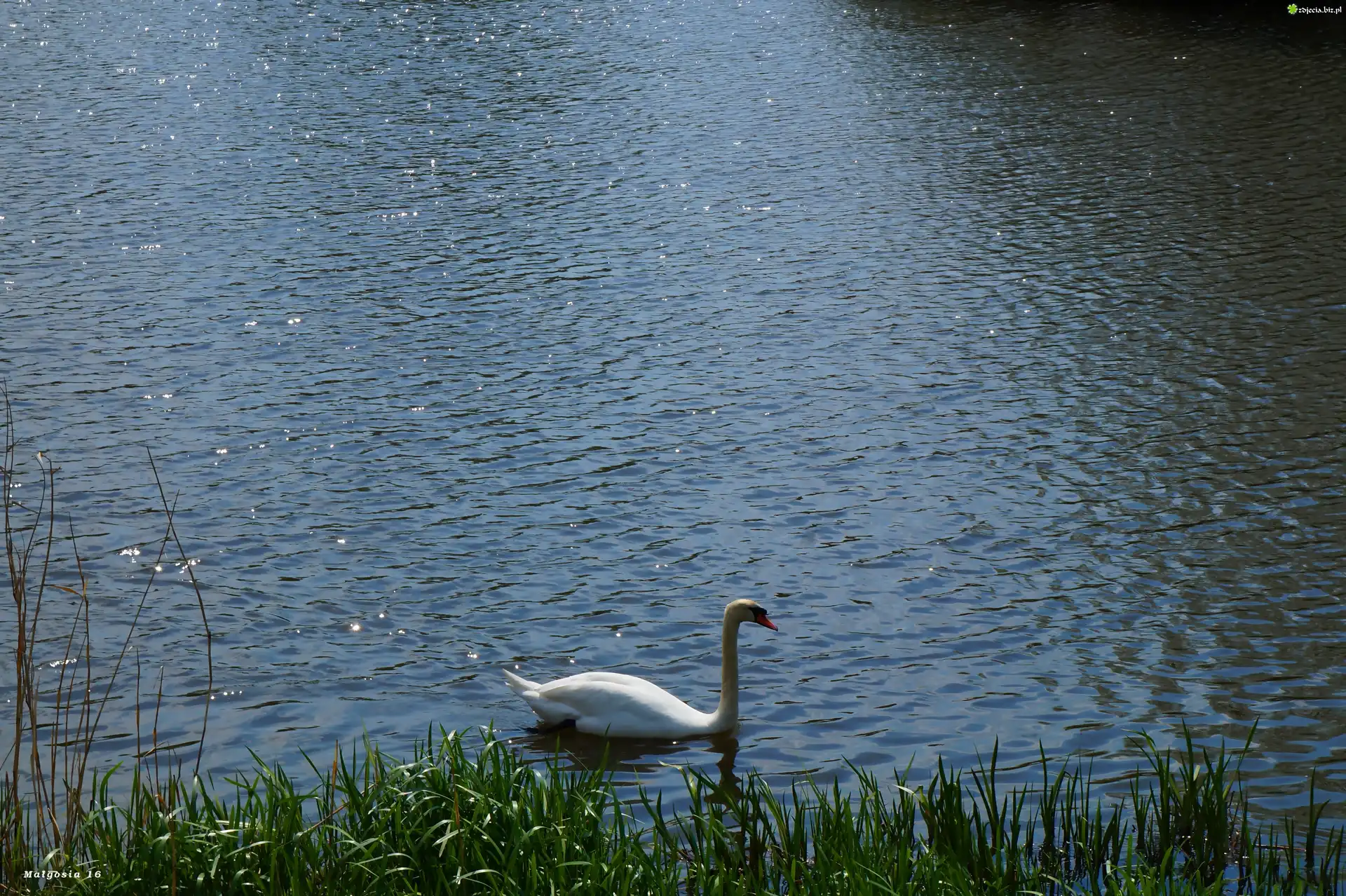 Jezioro, Woda, Ptak, Biały, Łabędź