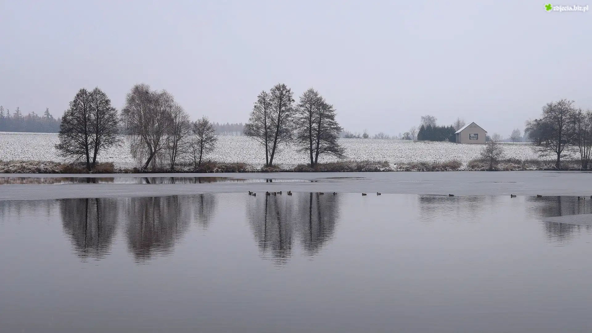 Zima, Jezioro, Drzewa, Pole, Kaczki