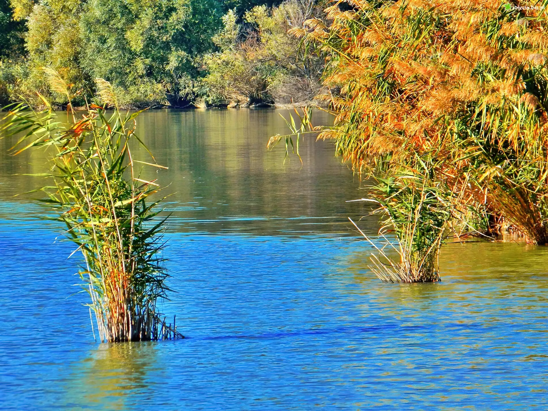 Jesień, Jezioro, Szuwary