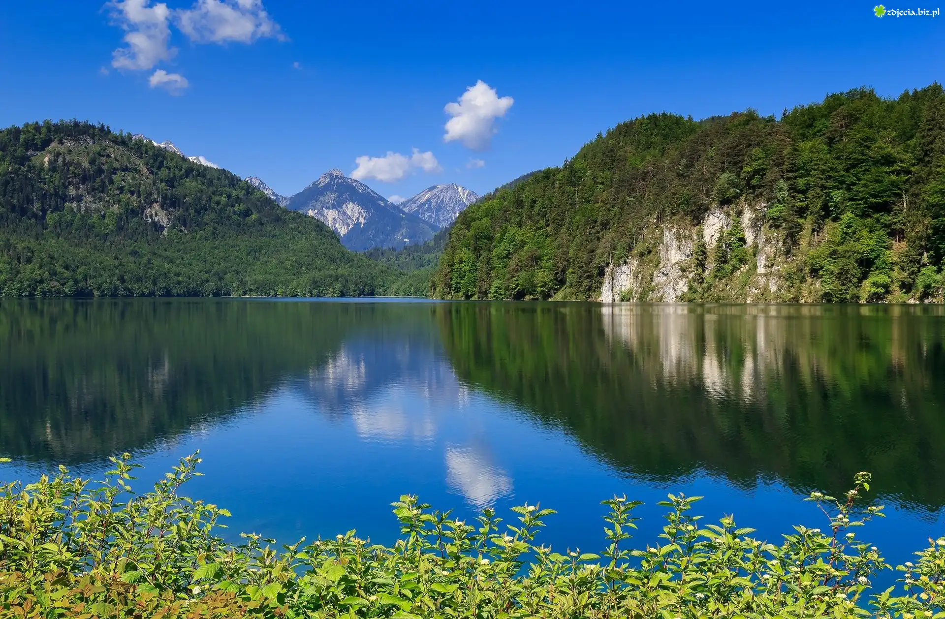 Niemcy, Bawaria, Jezioro Alpsee, Góry Alpy Bawarskie, Rośliny Jezioro