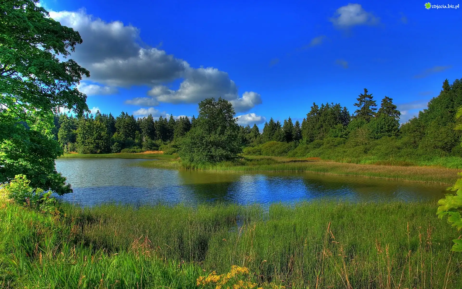 Jezioro, Szuwary, Las, Lato