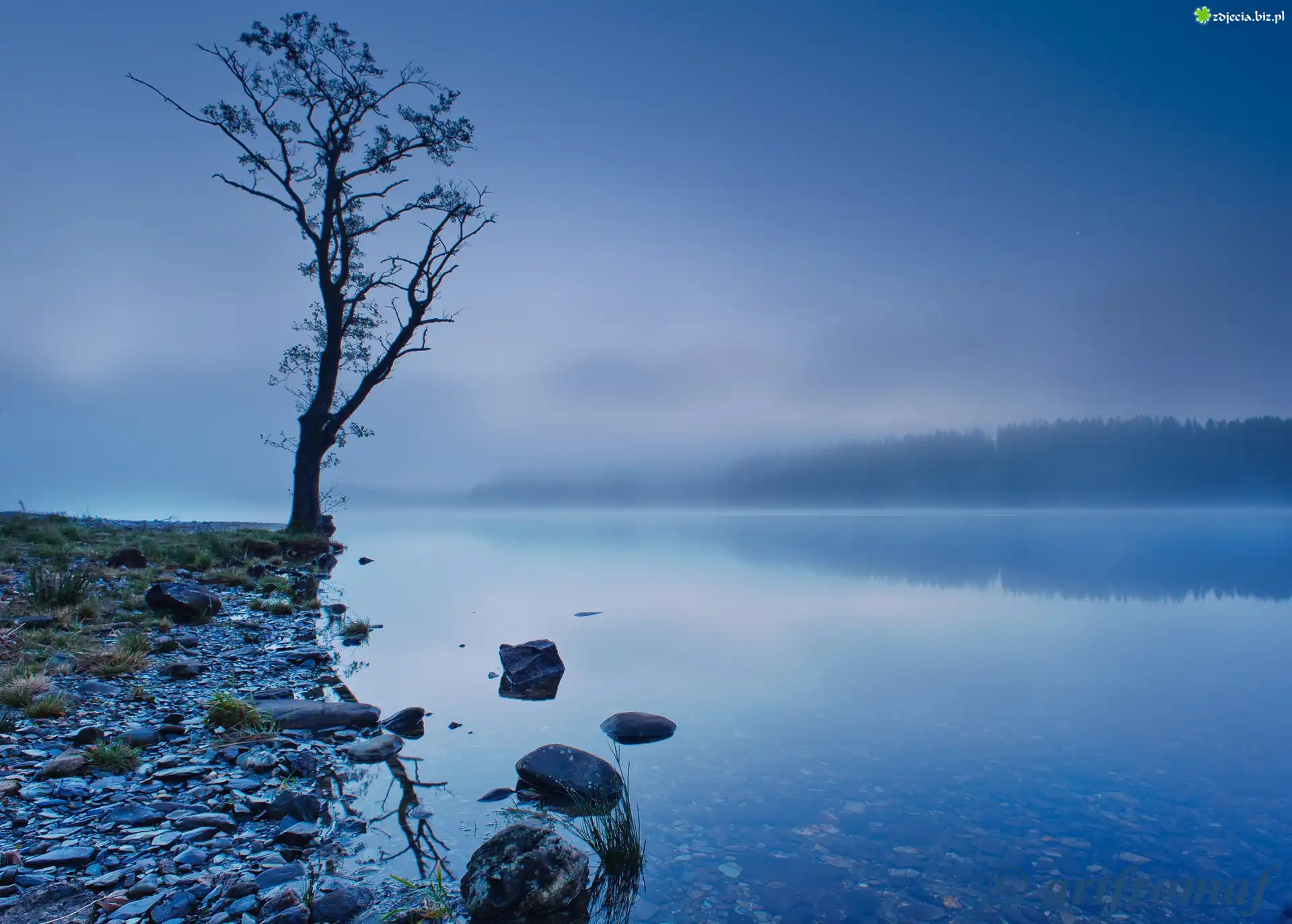 Jezioro, Drzewo, Mgła, Kamienie