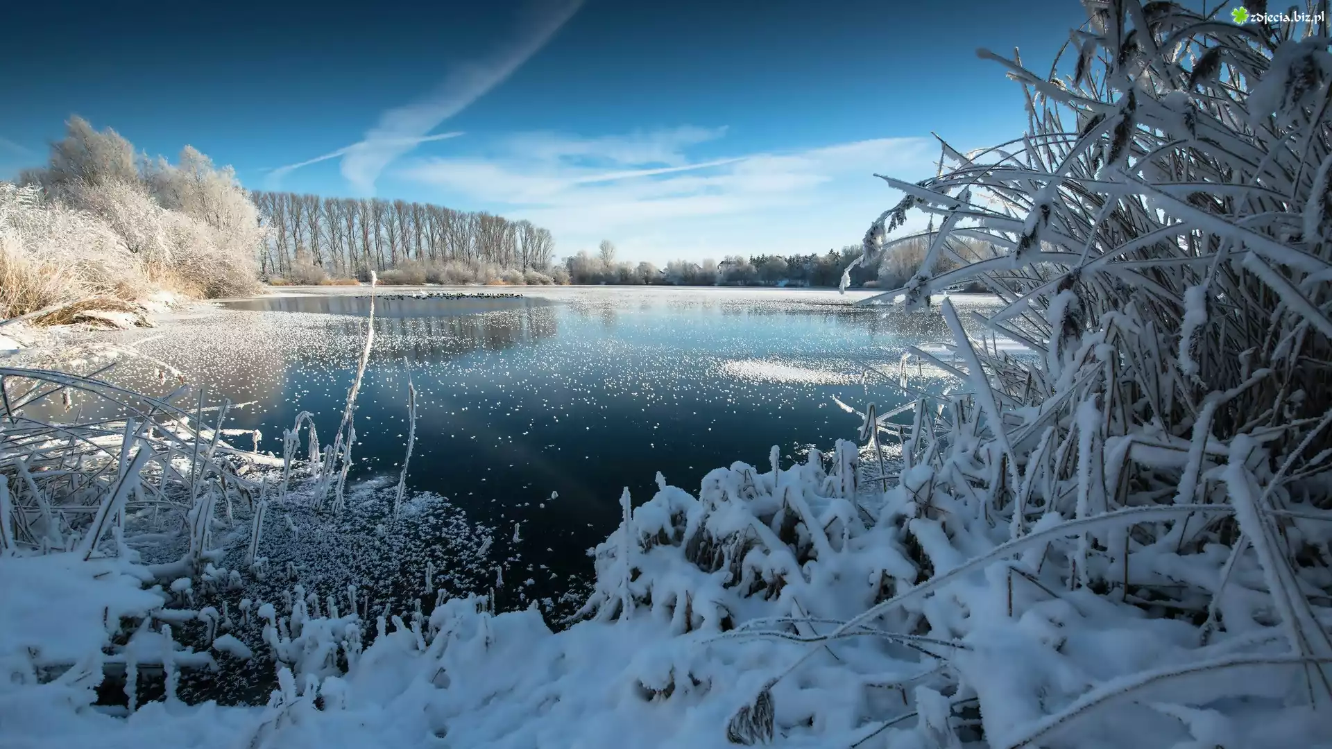 Jezioro, Drzewa, Trawy, Zima