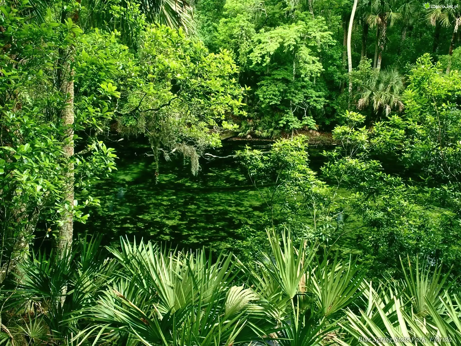 Jungla