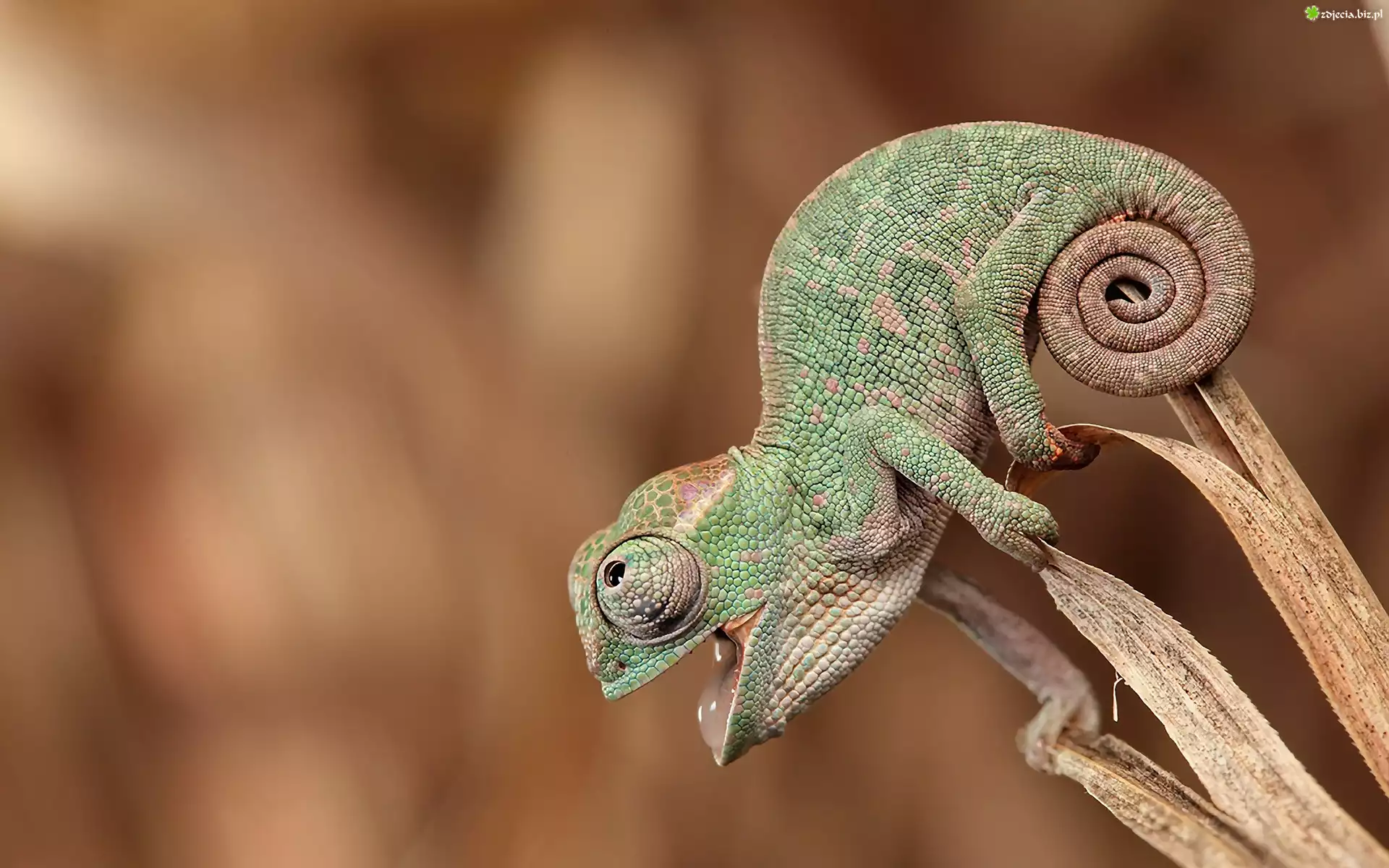 Kameleon