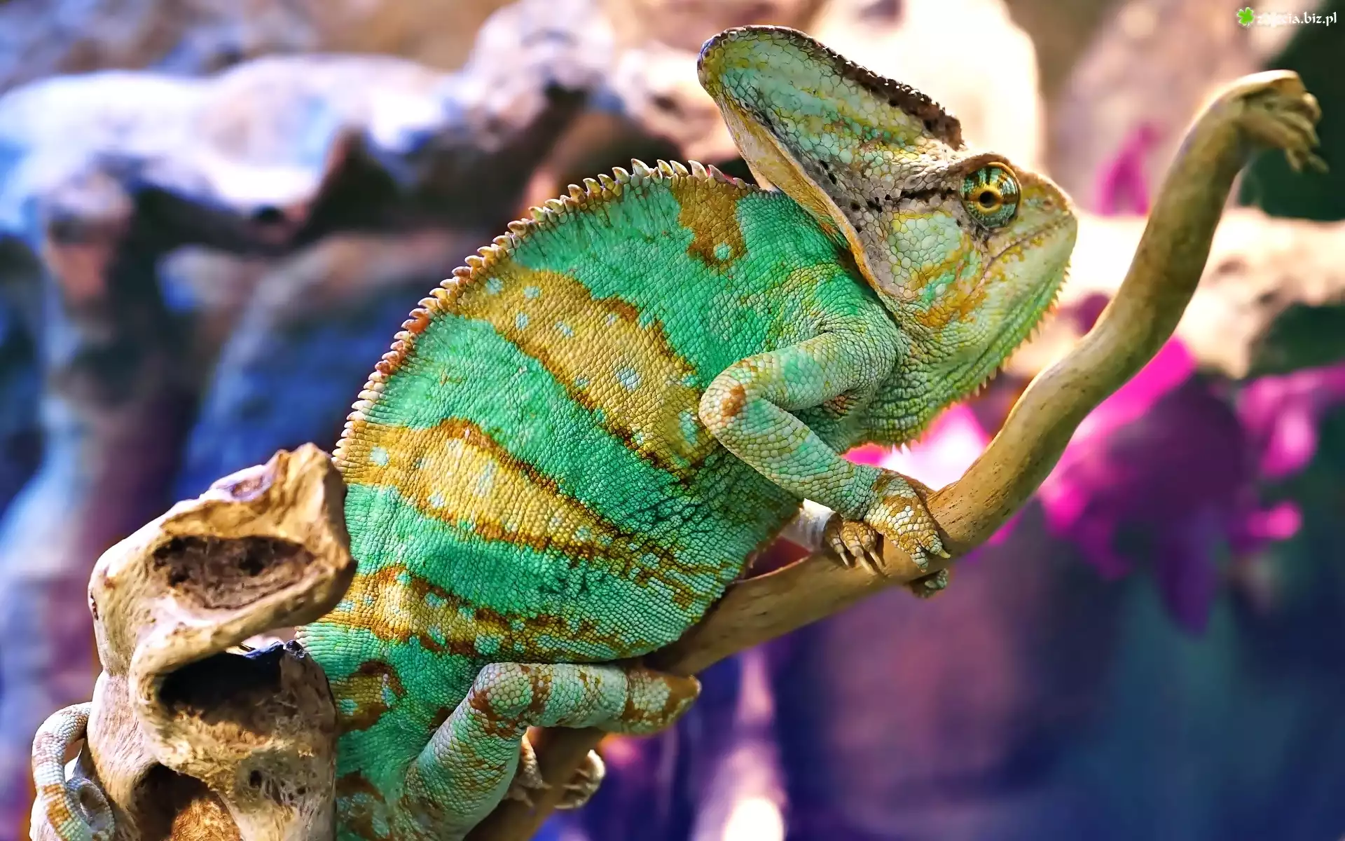 Kameleon, Jaszczurka