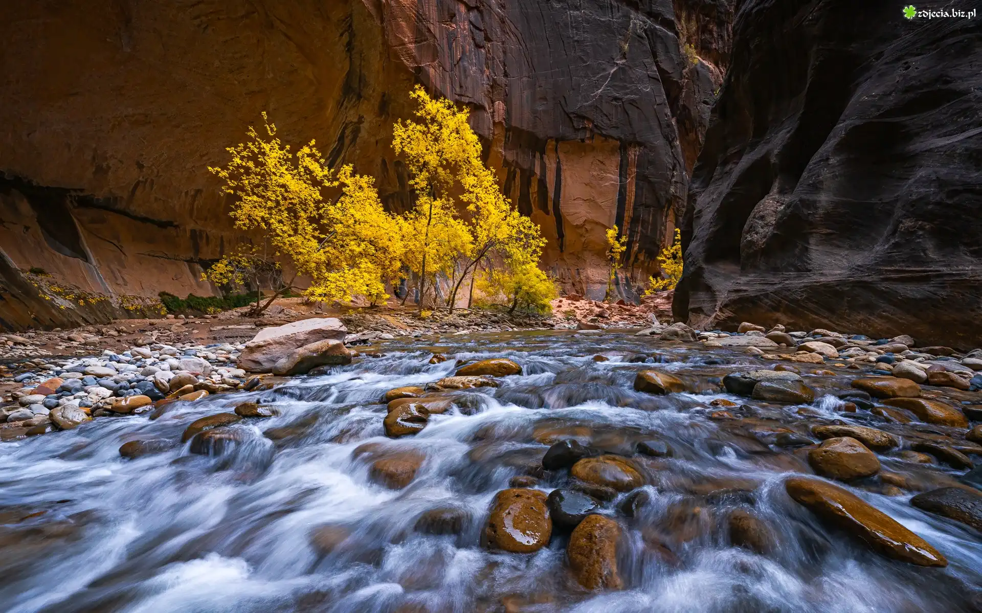 Park Narodowy Zion, Kanion Zion Narrows, Skały, Kamienie, Rzeka, Virgin River, Drzewa, Utah, Stany Zjednoczone