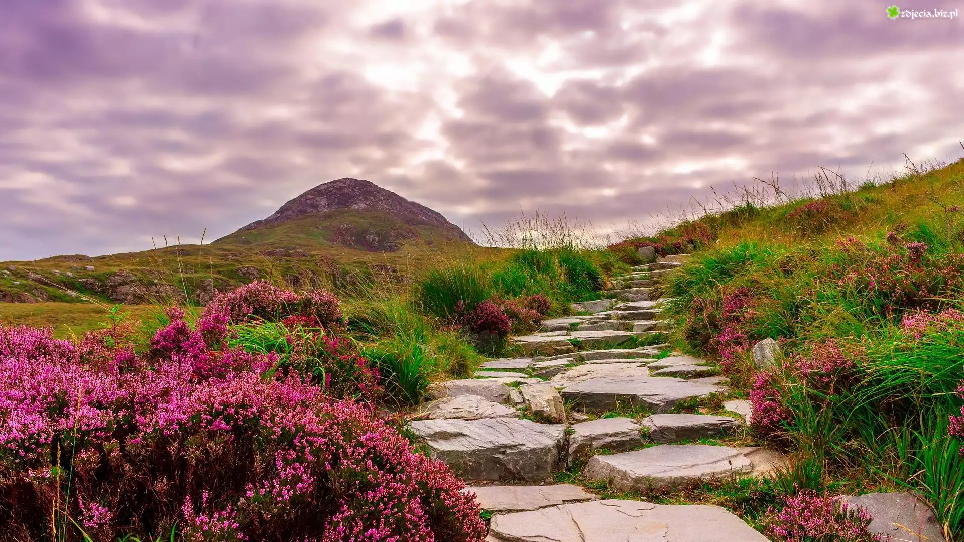 Kamienna, Ścieżka, Droga, Kamienie, Góra, Wzgórza, Kwiaty, Wrzosy, Trawa, Park Narodowy Connemara, Irlandia