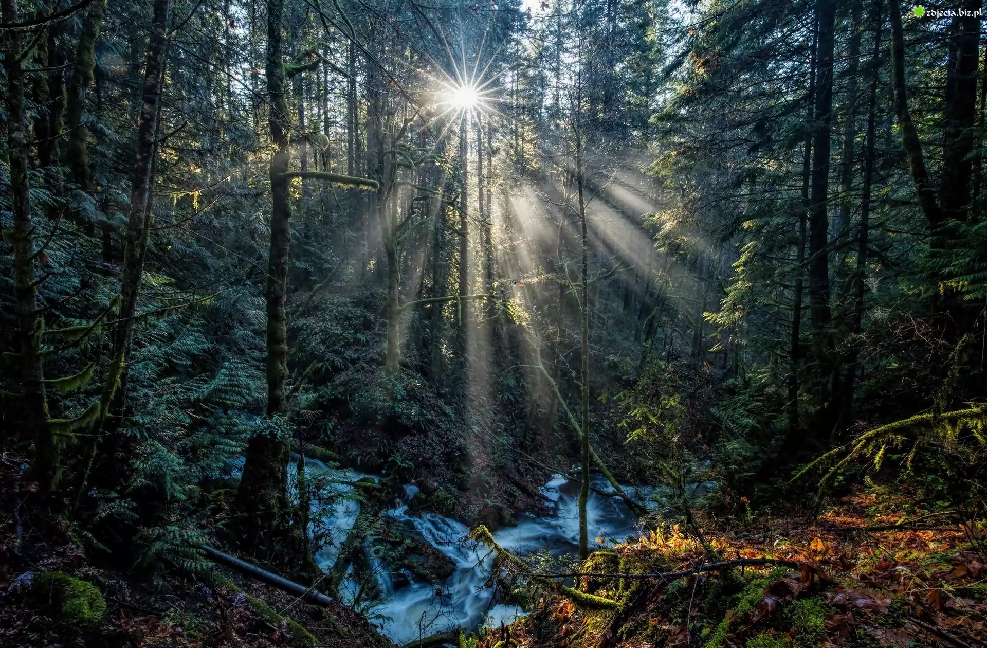 Kanada, Kolumbia Brytyjska, Park Prowincjonalny Gowlland Tod, Potok Tod Creek, Las, Przebijające światło
