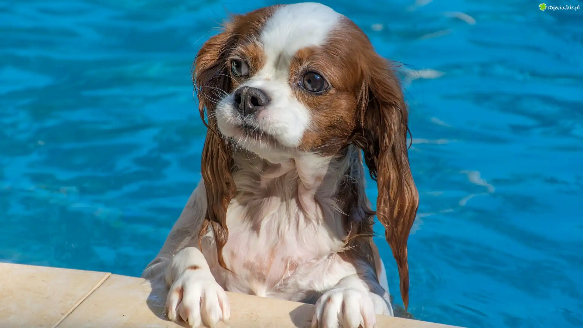 Pies, Kąpiel, Basen, Cavalier king charles spaniel