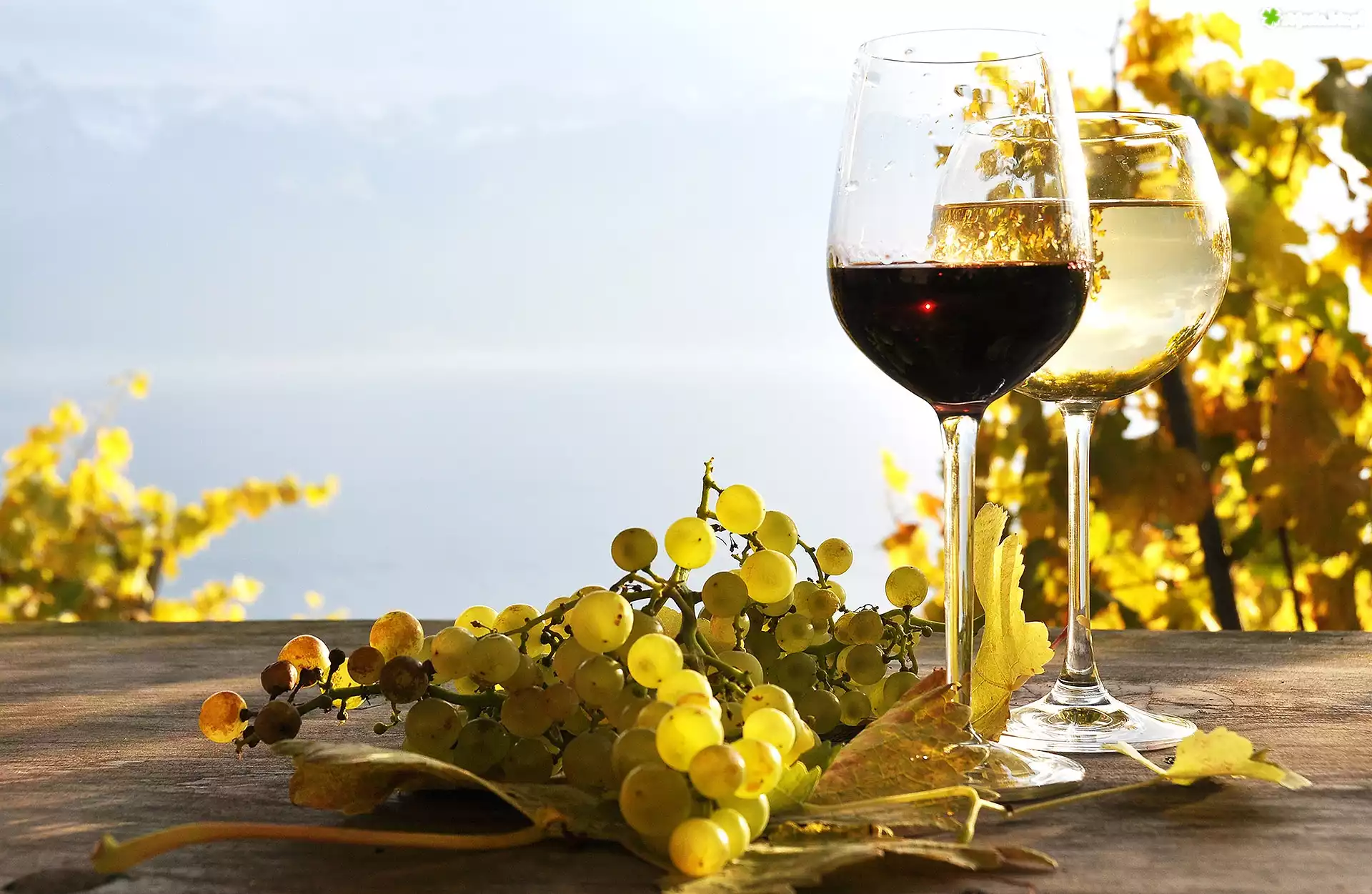 Winogrona, Kieliszki, Wino