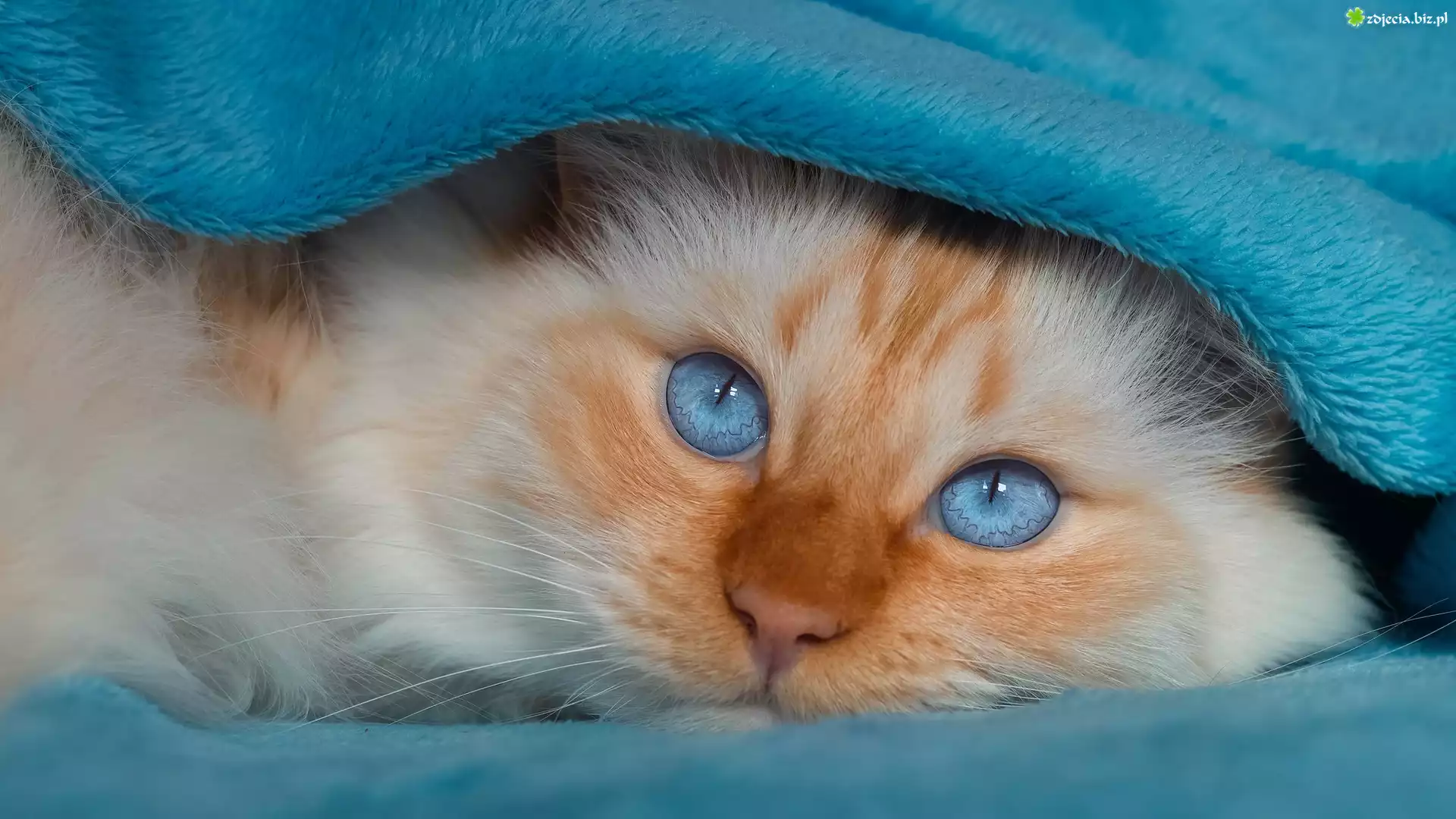 Niebieskooki, Kot, Niebieski, Koc