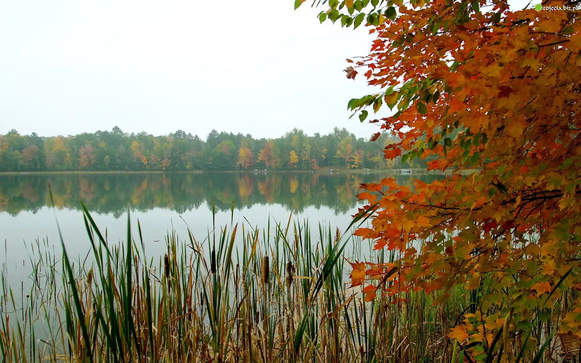 Kolorowe, Drzewo, Gałęzie, Liście, Jezioro, Tatarak