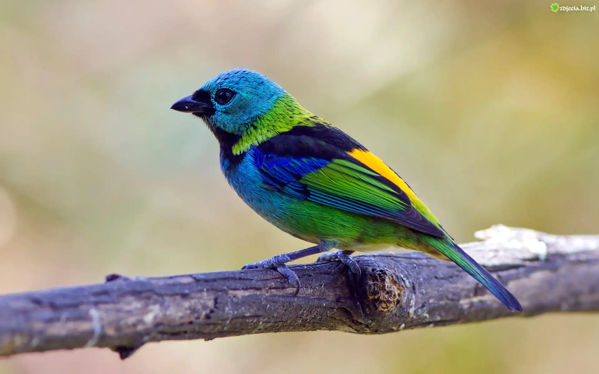 Kolorowy, Ptak, Tanager, Szkarłatny, Gałązka