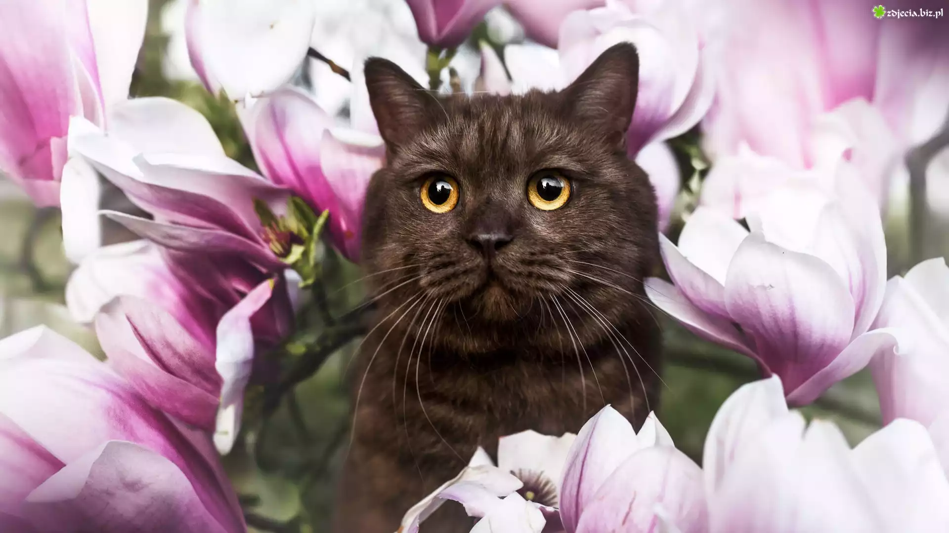 Kot, Kwiaty, Magnolie
