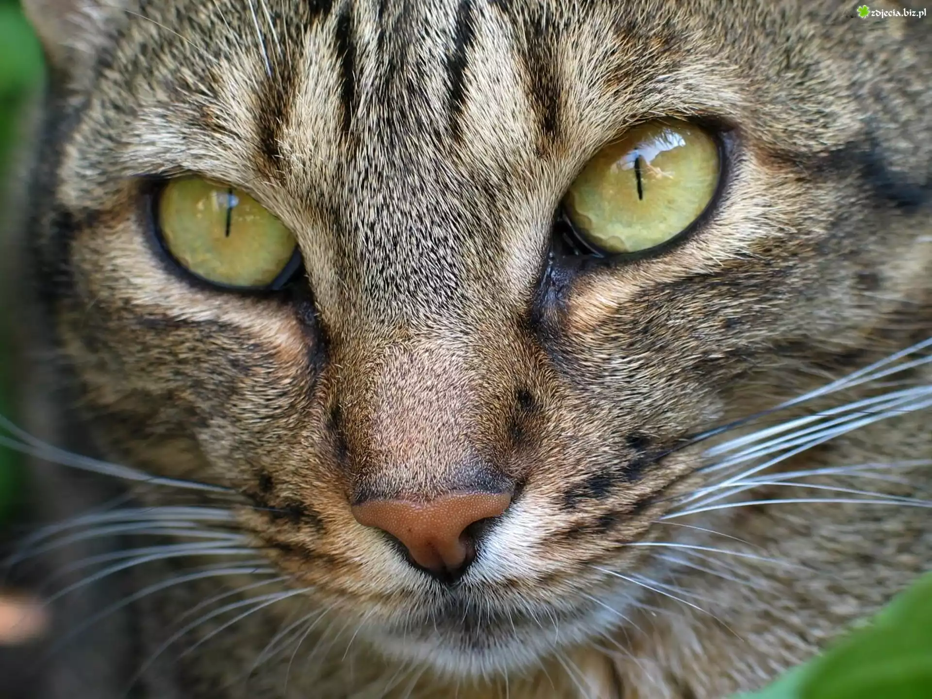 Kot, Rasy, Ocicat, Oczy