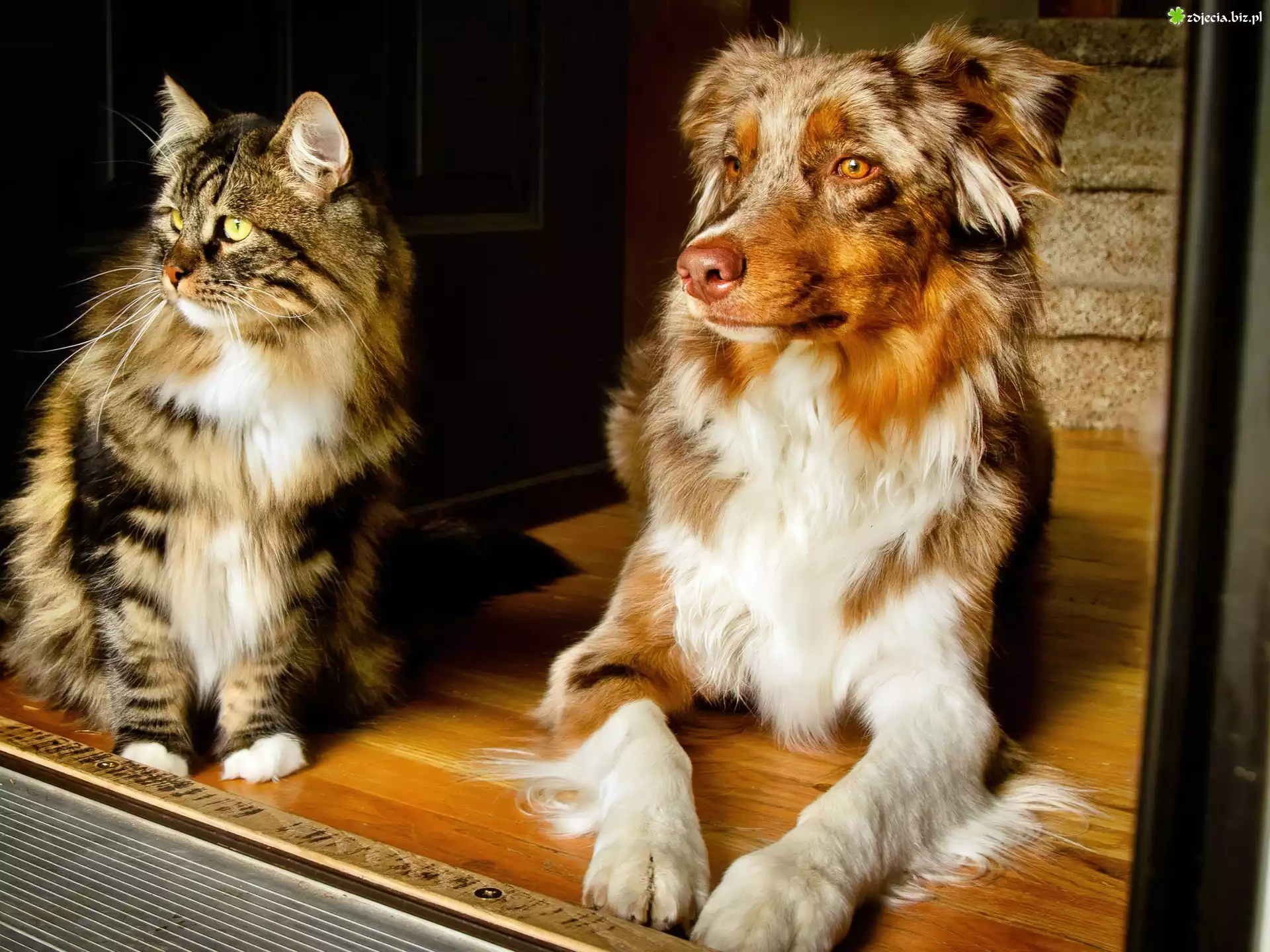 Kot, Pies, Owczarek australijski, Australian shepherd