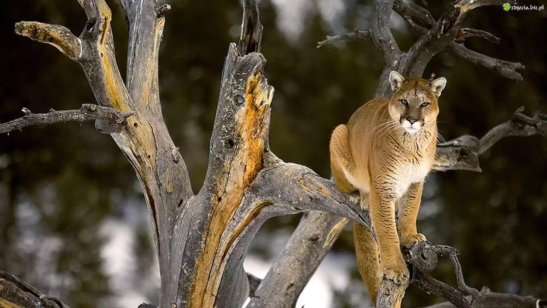 Puma, Kot, Drzewo