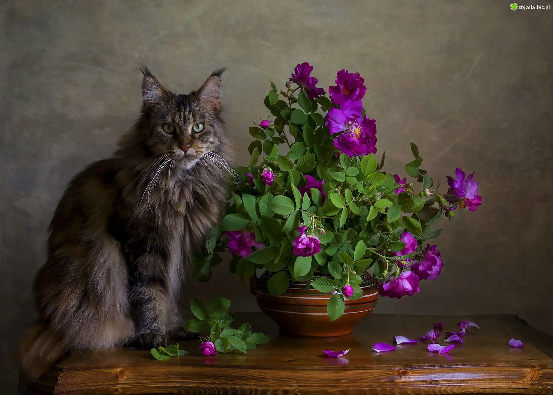 Kot, Maine coon, Róże, Donica