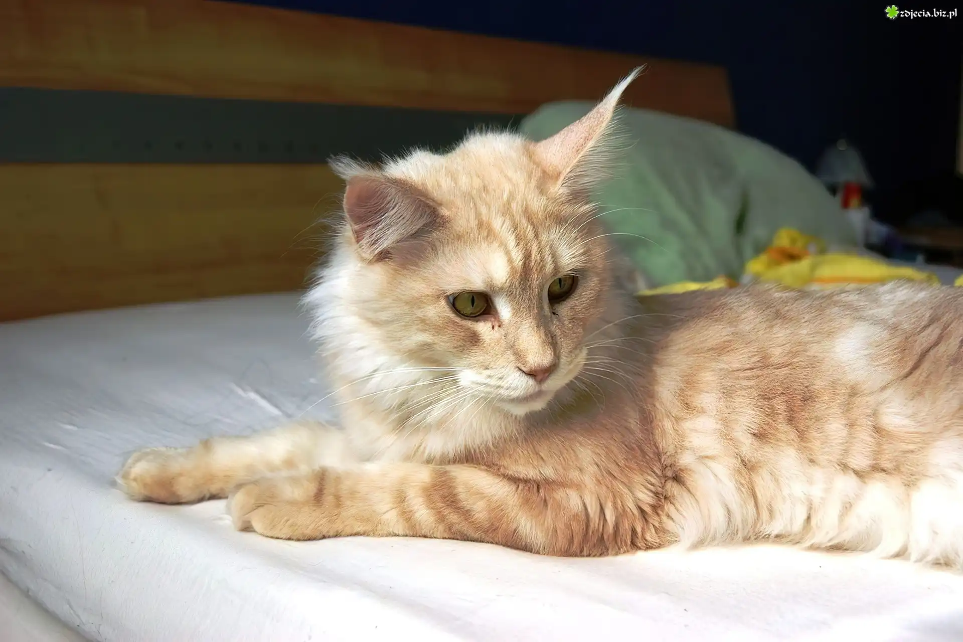 Kotek, Maine Coon, Łóżko