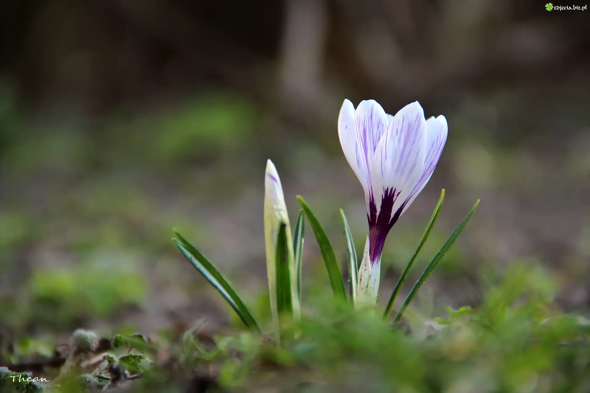 Białoliliowy, Krokus, Wiosna