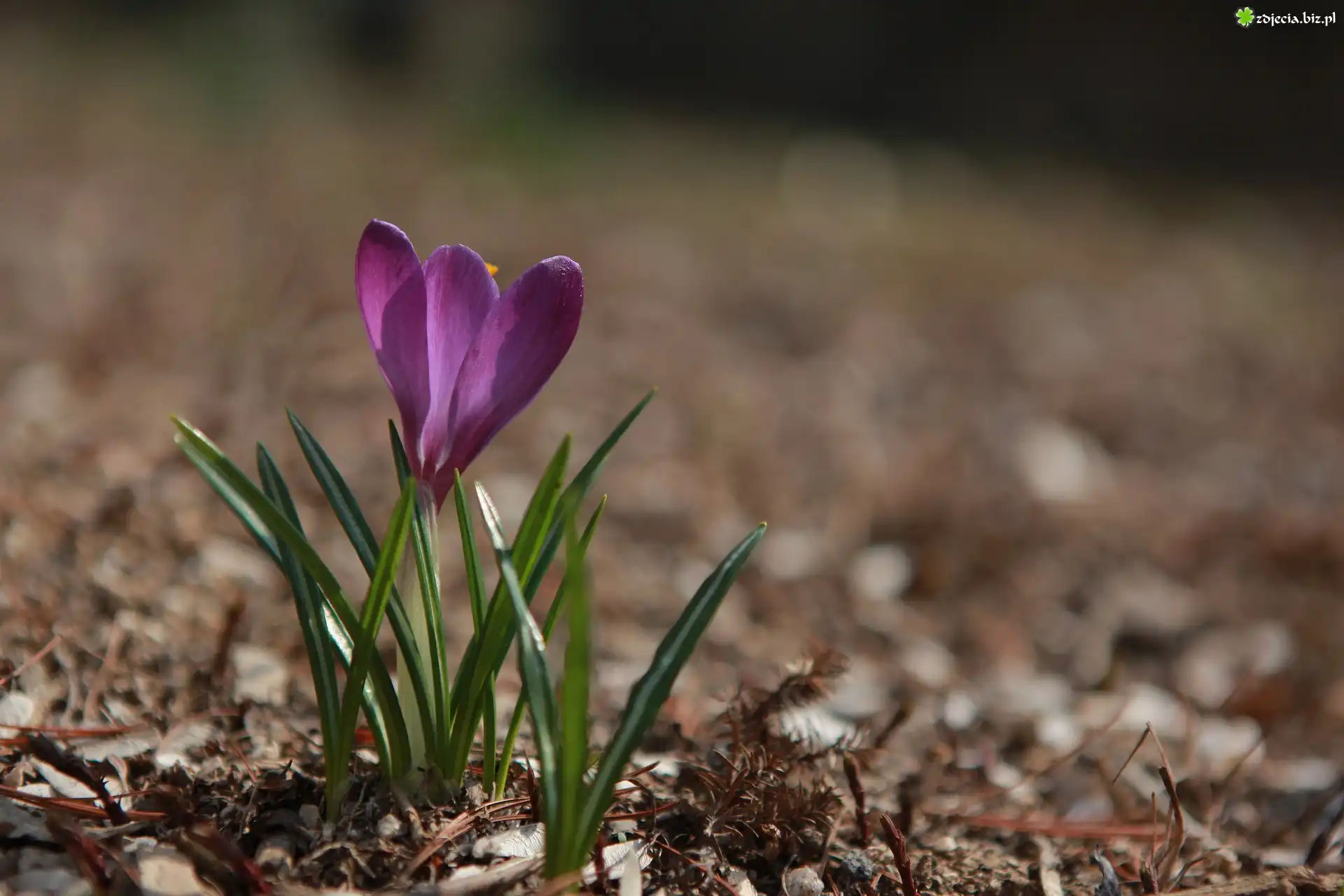 Krokus, Fioletowy, Rozmyte tło