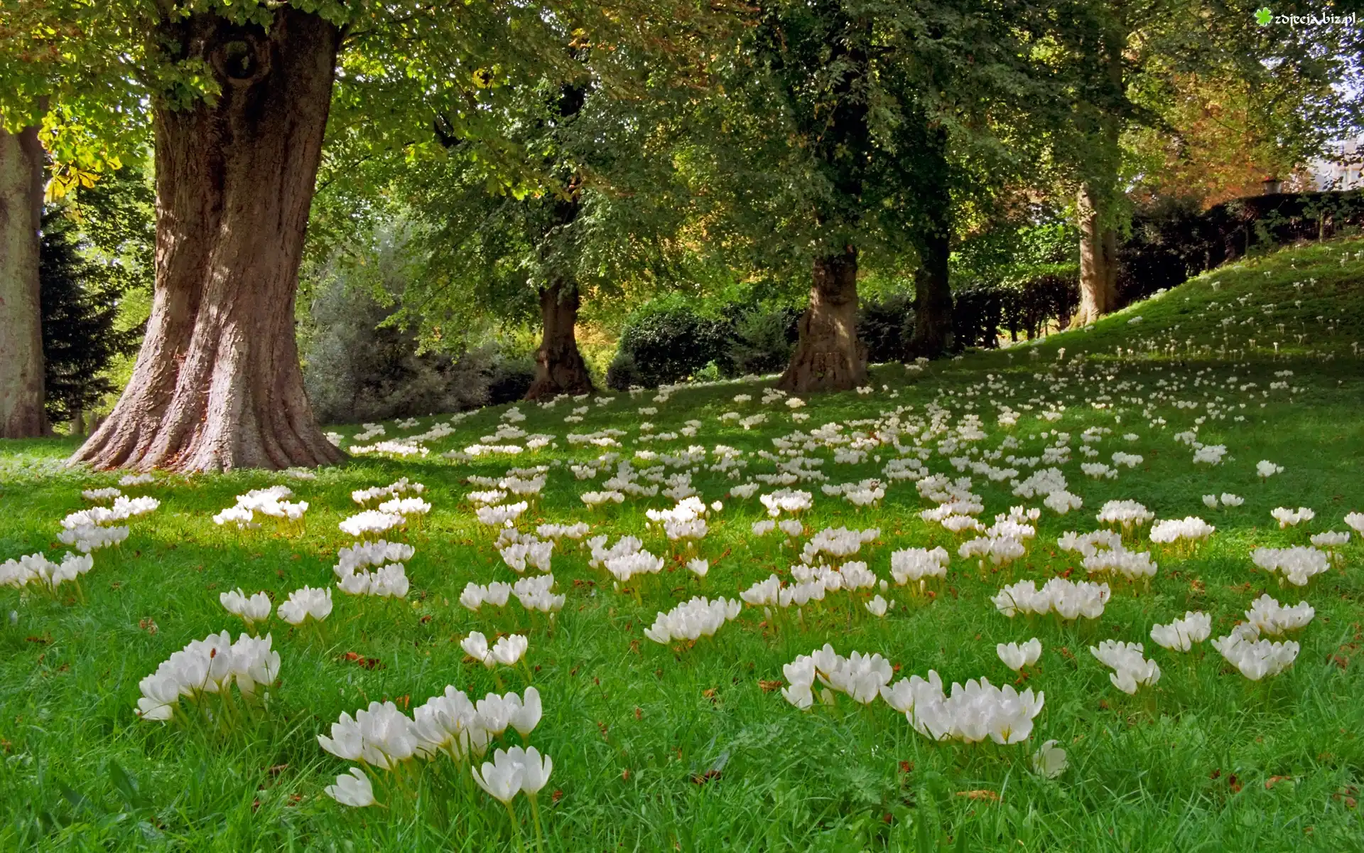 Krokusy, Łąka, Park, Anglia