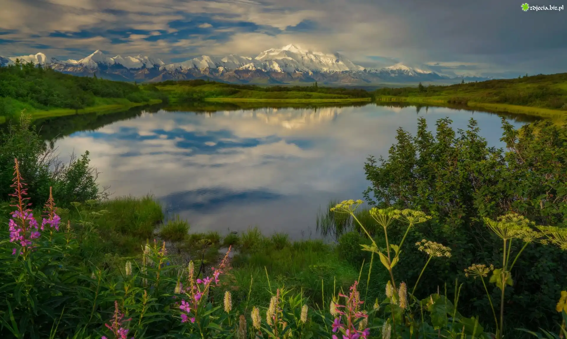 Góry, Staw, Reflection Pond, Krzewy, Rośliny, Park Narodowy Denali, Góry, Kordyliery, Alaska, Stany Zjednoczone