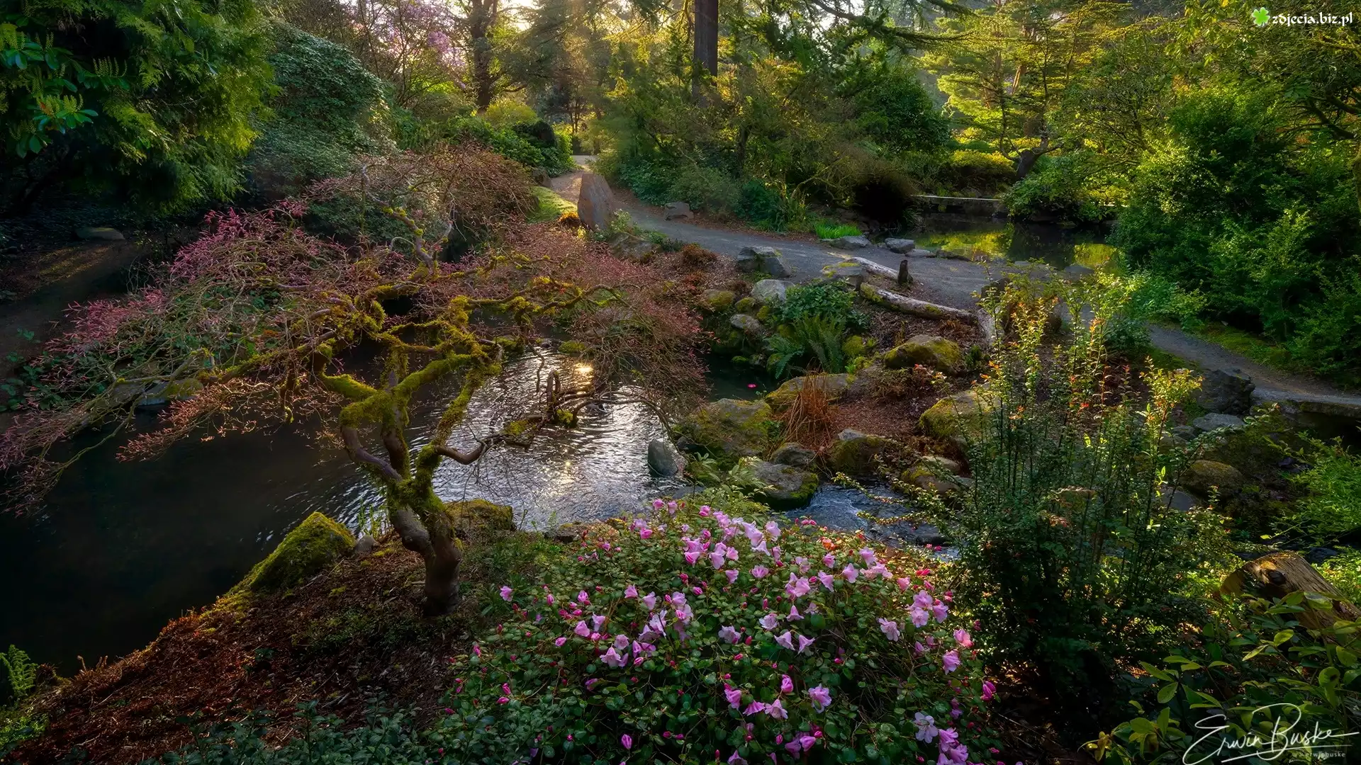 Ogród, Park, Ścieżka, Wiosna, Strumyk, Kubota Garden, Seattle, Stan Waszyngton, Stany Zjednoczone