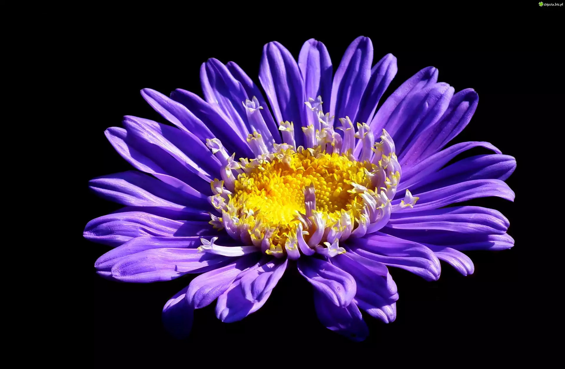 Kwiat, Aster, Czarne, Tło