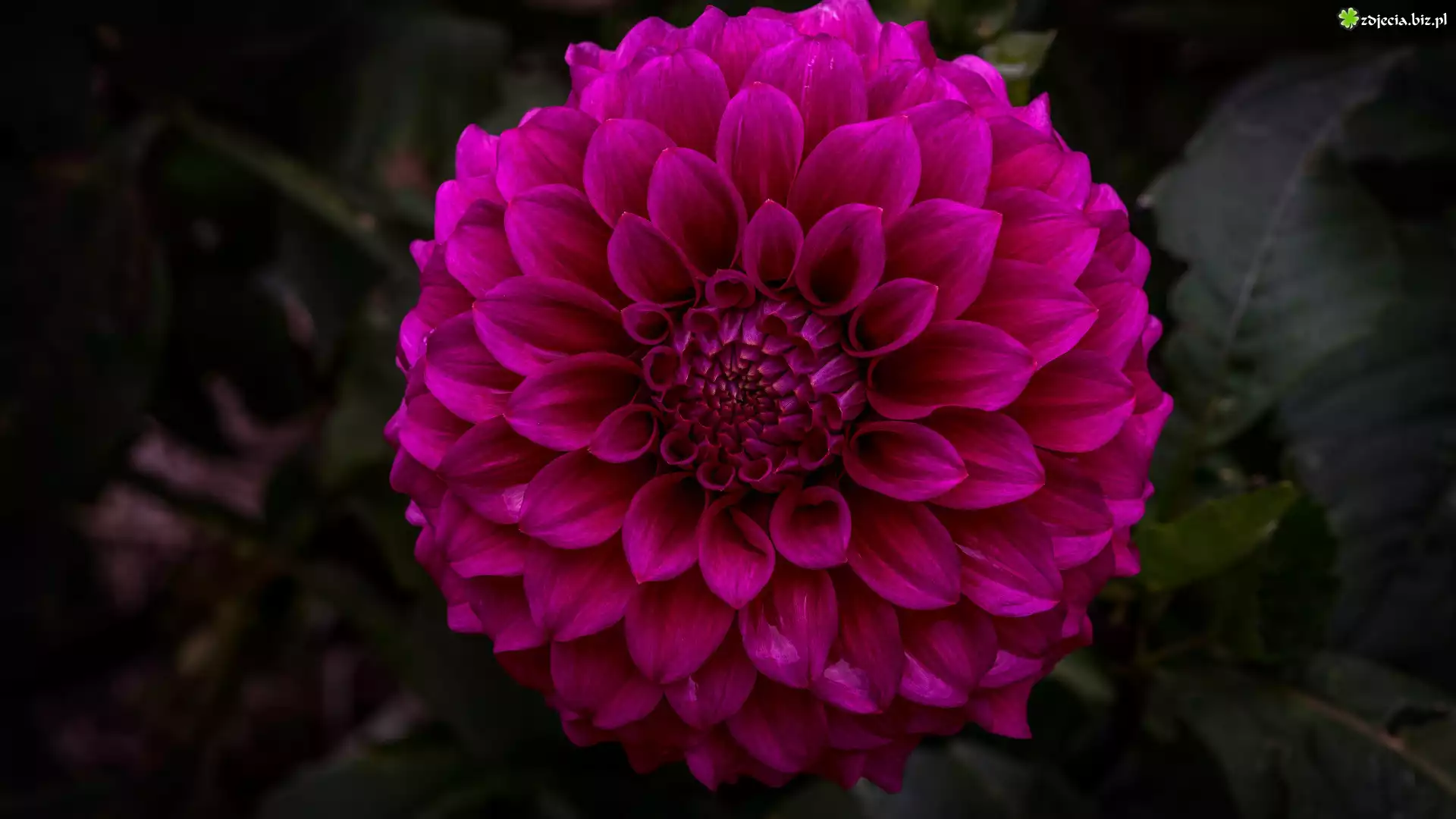 Różowy, Kwiat, Dalia, Ciemne, Tło