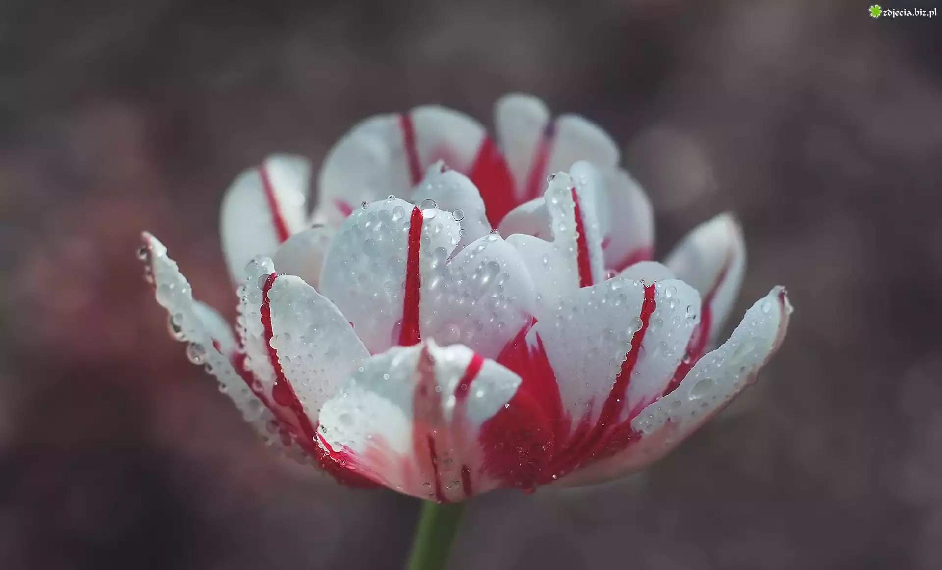 Kwiat, Tulipan, Krople, Zbliżenie