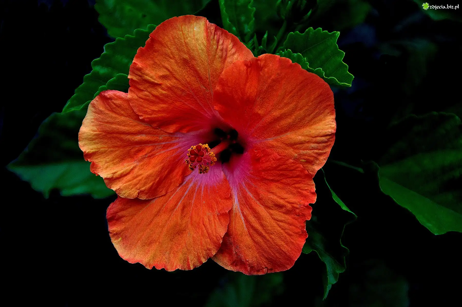 Pomarańczowy, Hibiskus