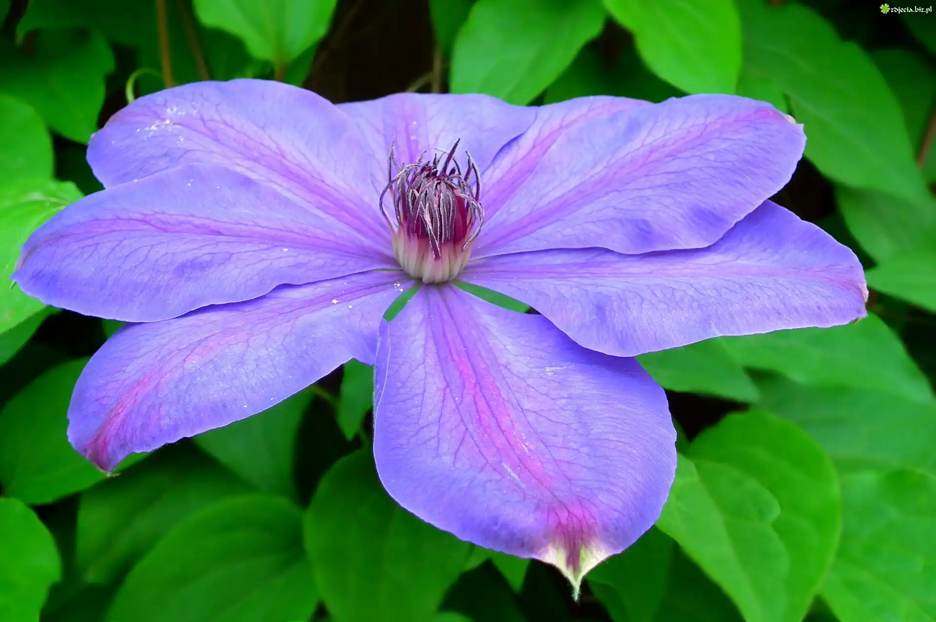 Przyroda, Kwiat, Clematis