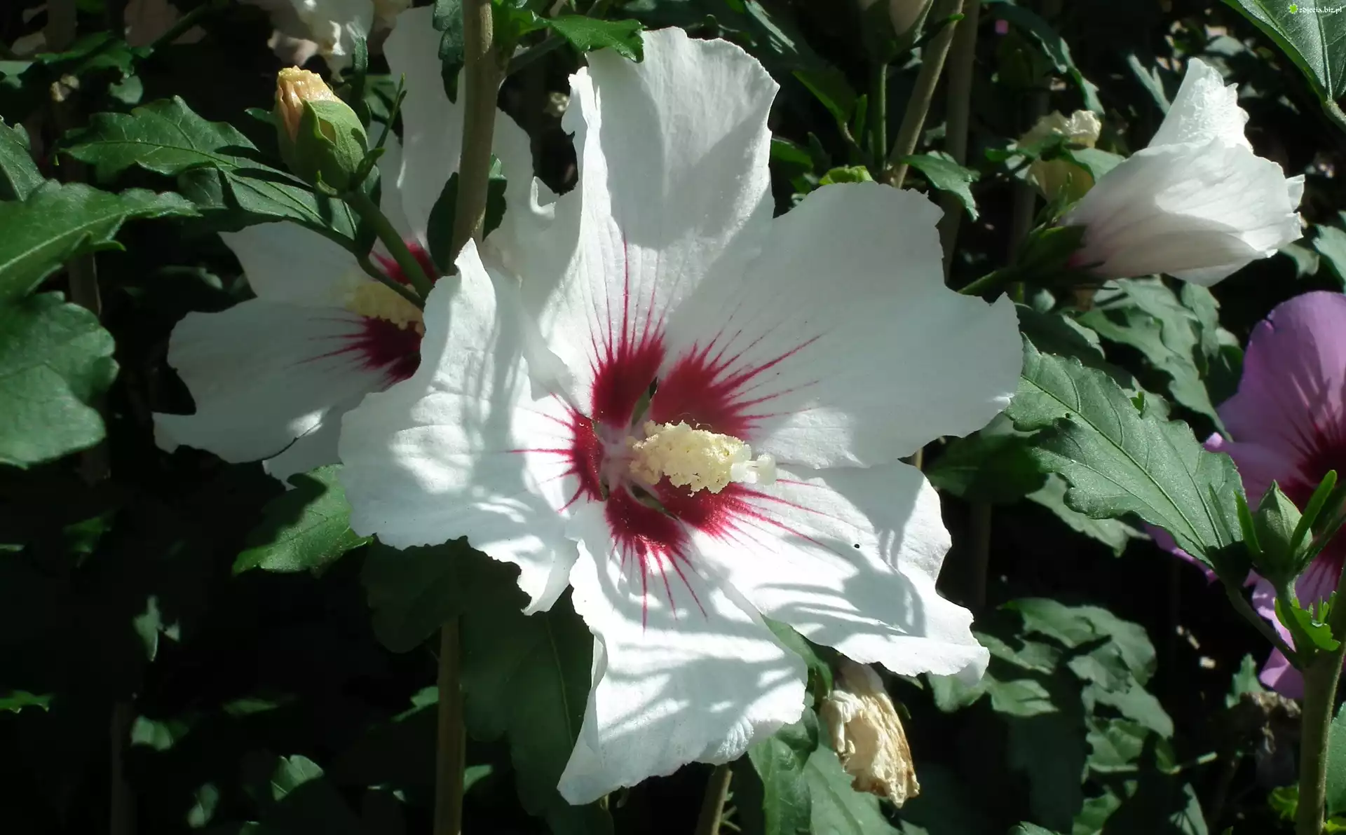 Przyroda, Kwiat, Hibiskus