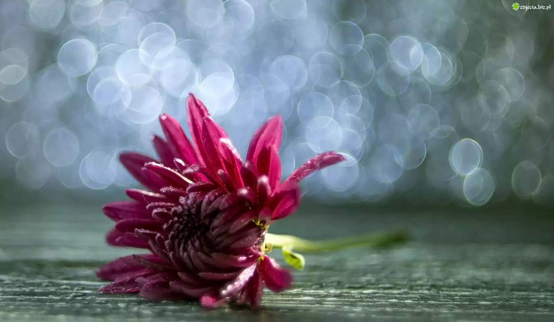 Różowy, Kwiat, Bokeh