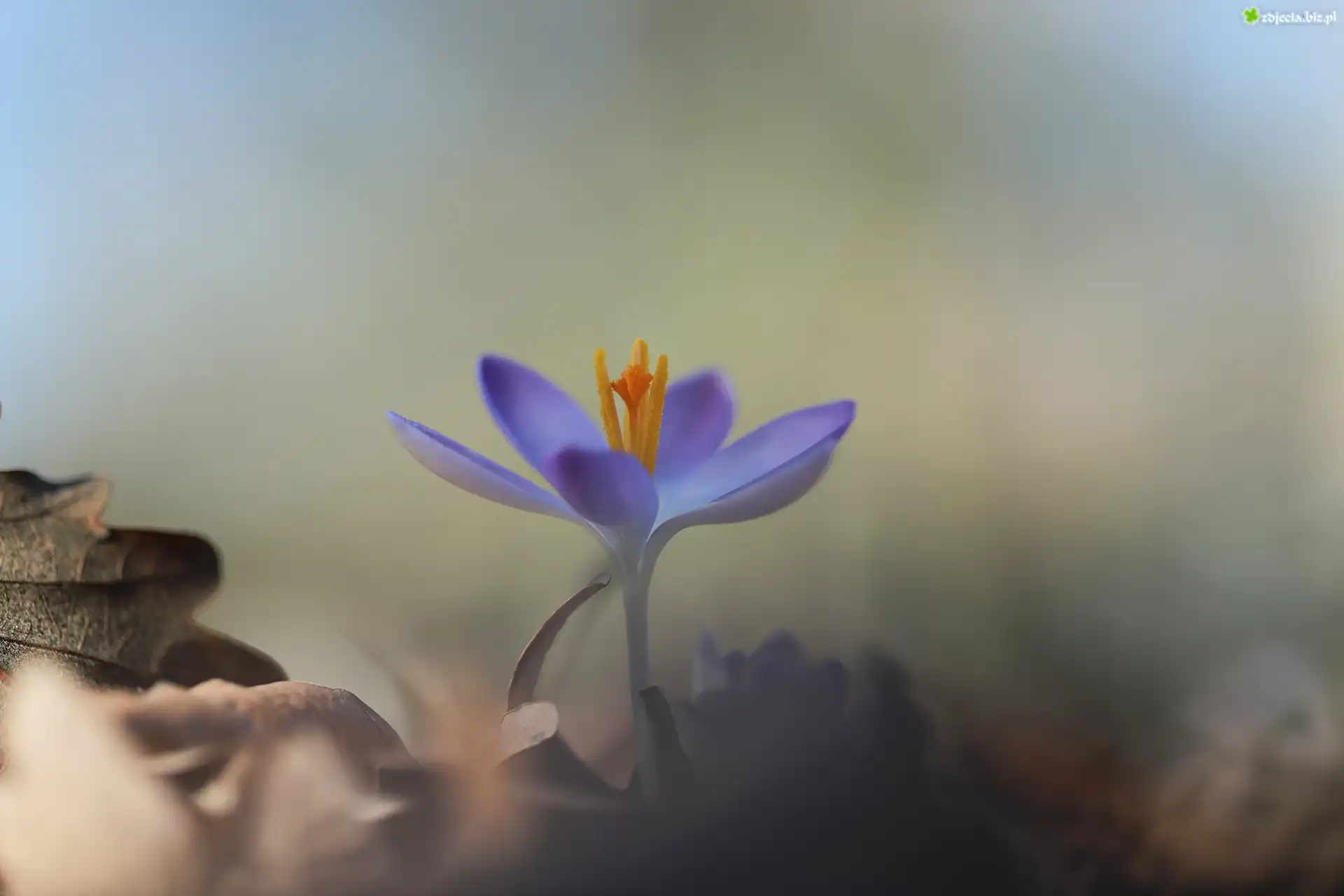 Fioletowy, Kwiatek, Krokus