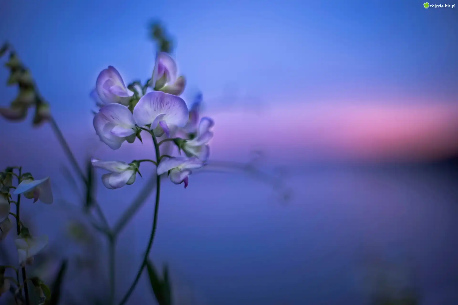 Kwiatek, PachnÄ…cy groszek, Bokeh
