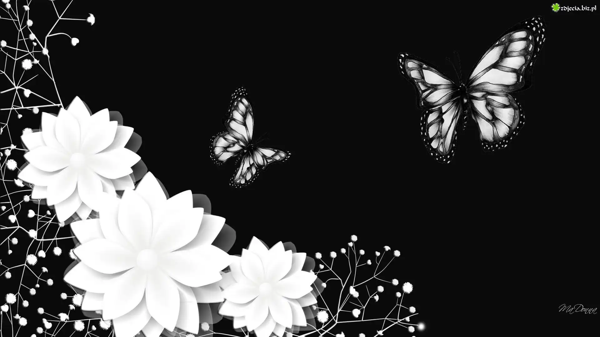 Białe, Kwiaty, Gipsówka, Motyle, Czarne, Tło, 2D