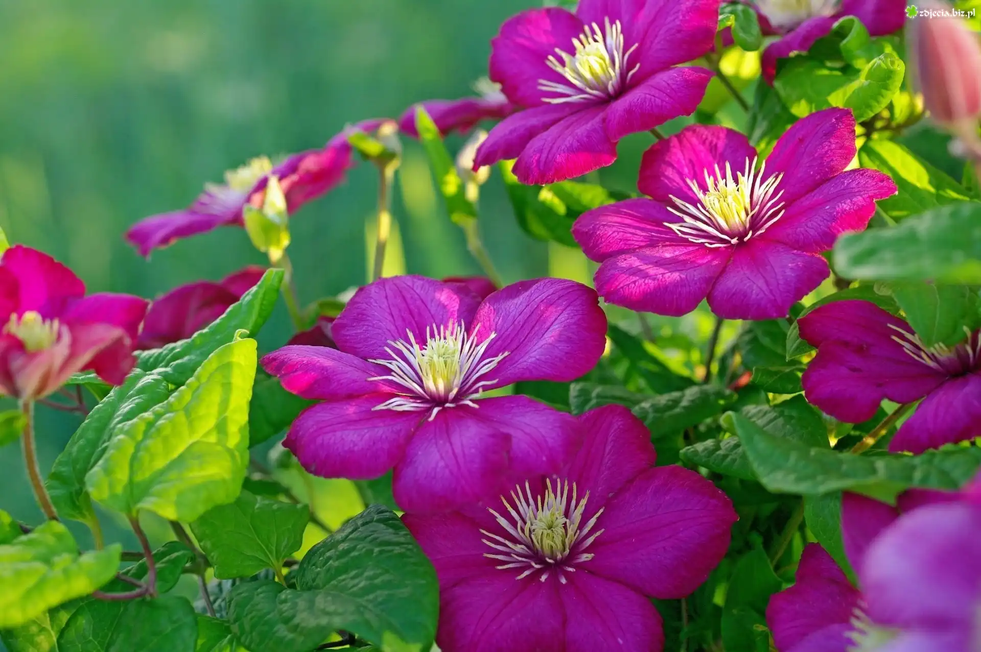 Kwiaty, Clematis