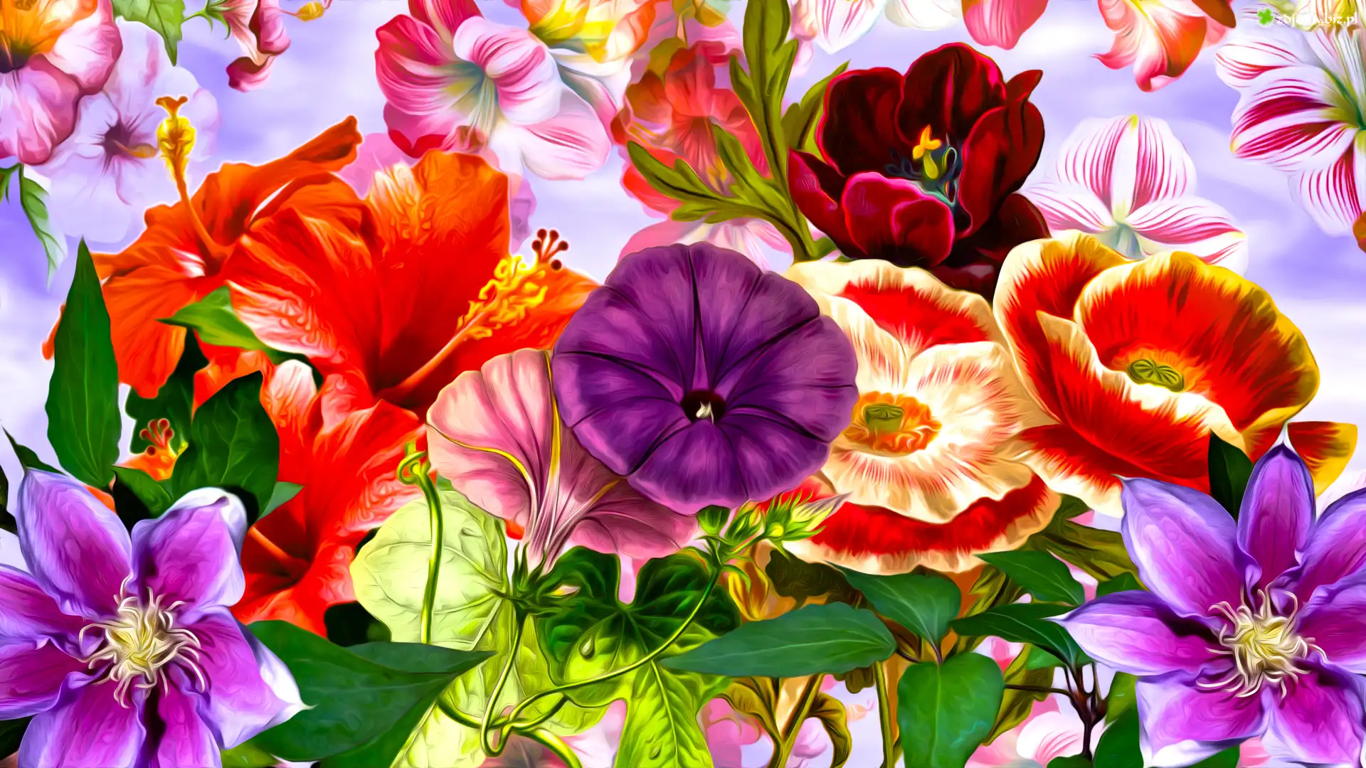 Kwiaty, Maki, Powojnik, Hibiskus, Grafika