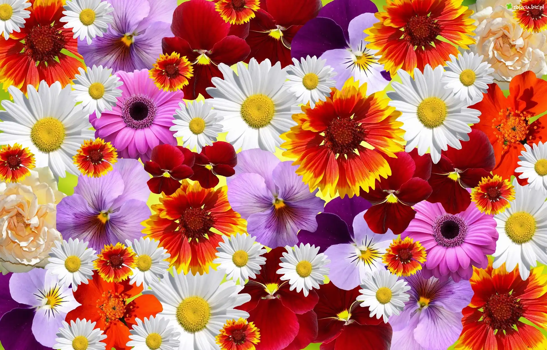 Kolorowe, Kwiaty, Tekstura