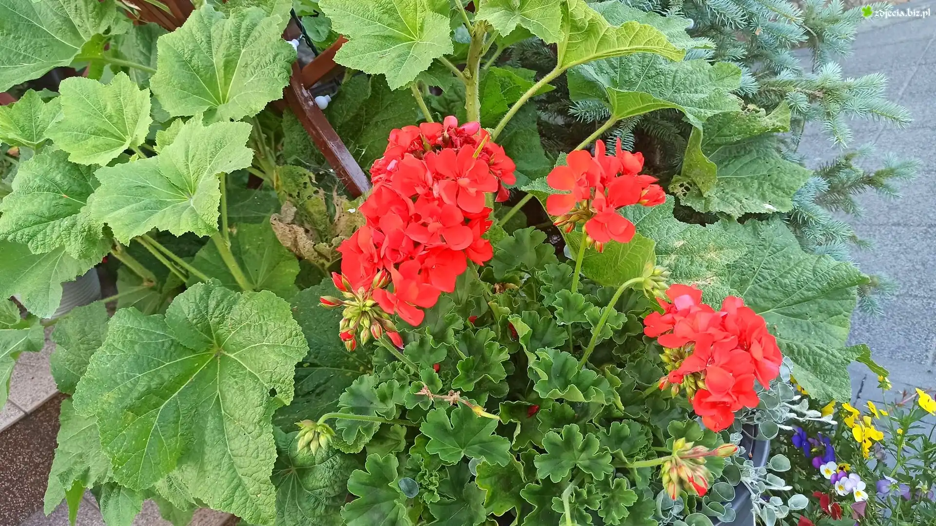 Kwiaty, Czerwone, Pelargonie, Listki