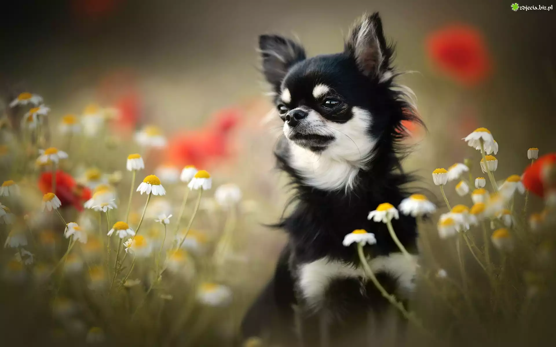 Kwiaty, Rumianek, Pies, Chihuahua