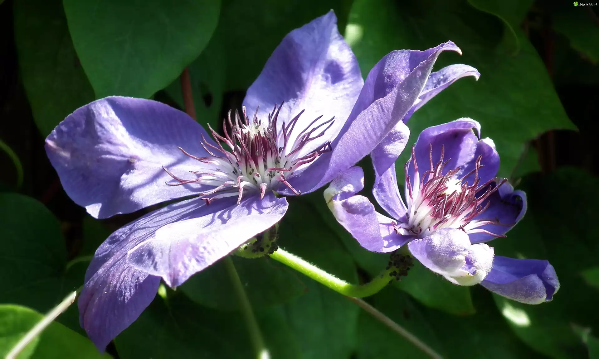 Przyroda, Kwiaty, Clematis